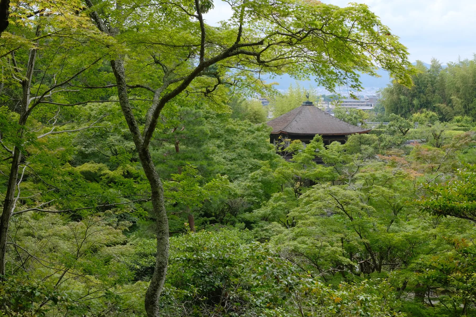 A tranquil scene of a lush green forest with a traditional building nestled among the trees, bathed in the soft light of a daytime sky
