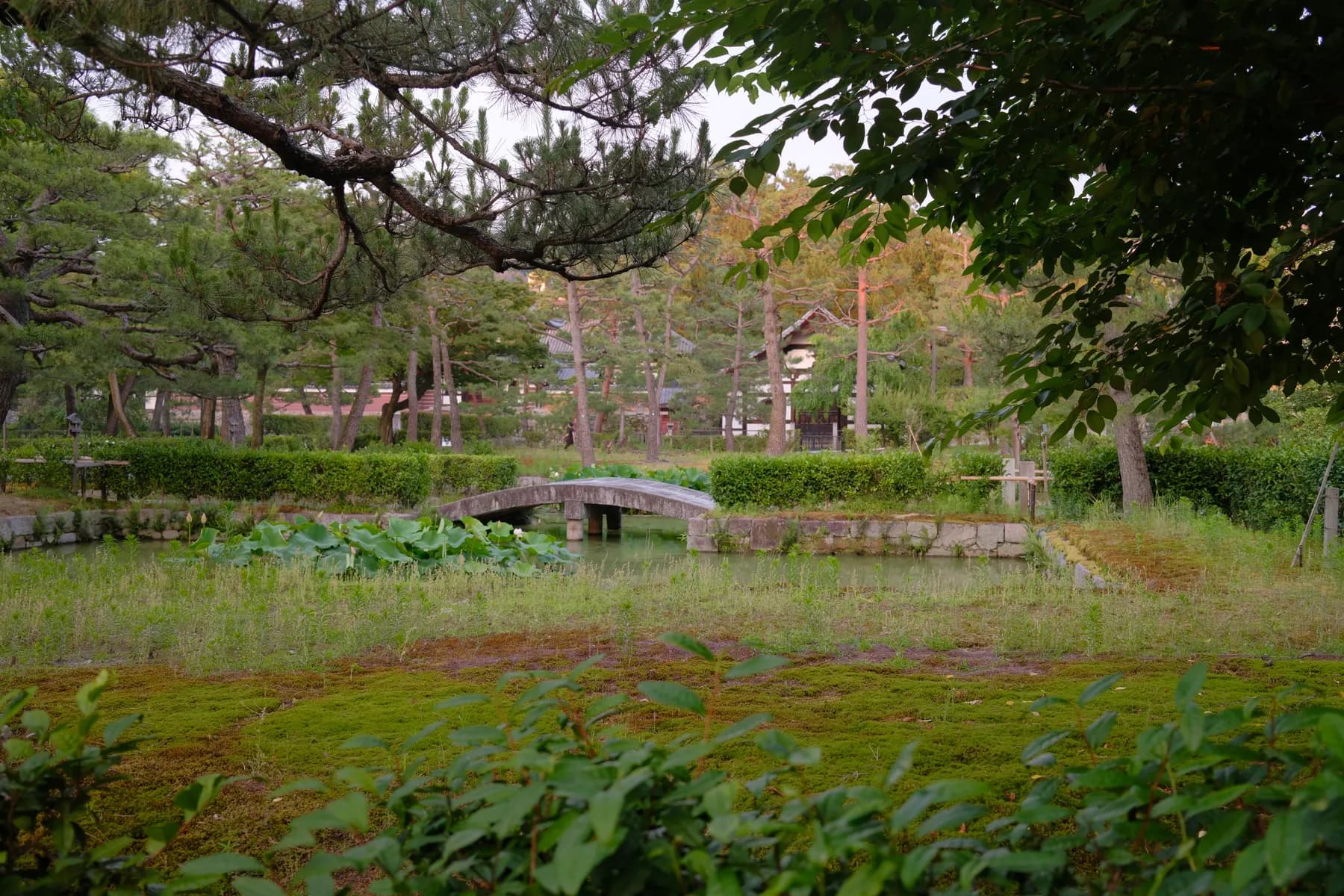 A tranquil scene of a traditional Japanese garden with a stone bridge crossing a pond surrounded by lush greenery and trees