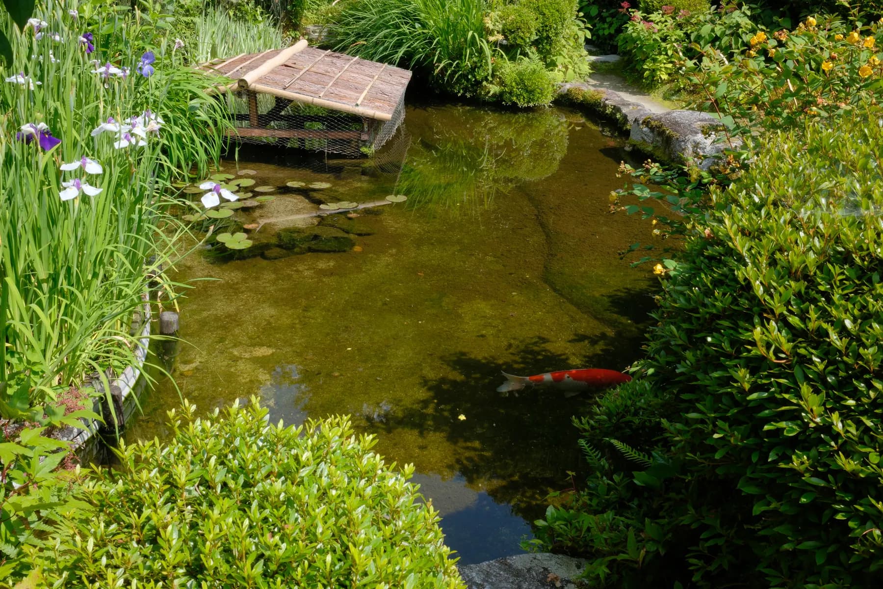 A tranquil garden scene featuring a koi fish swimming in a pond surrounded by lush greenery and blooming flowers