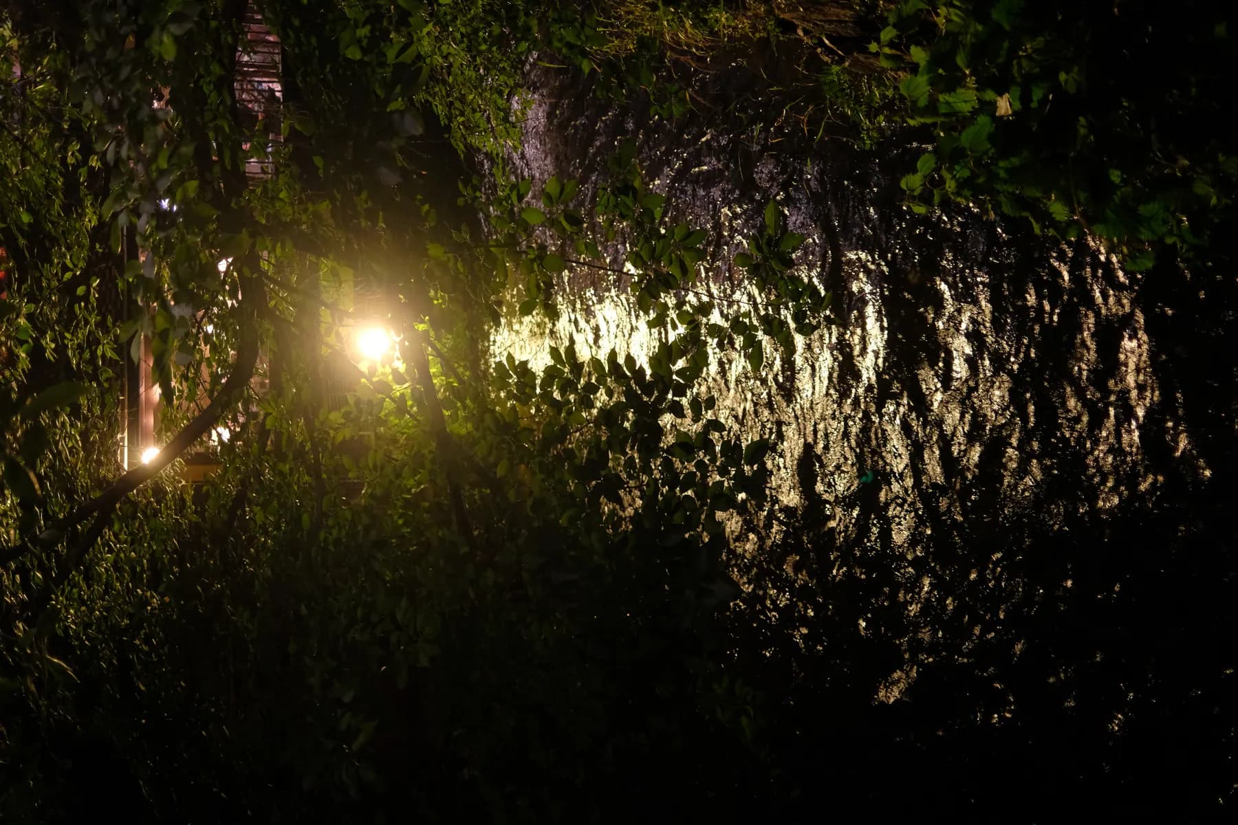 A tranquil night scene with a stream illuminated by a distant light, surrounded by lush greenery