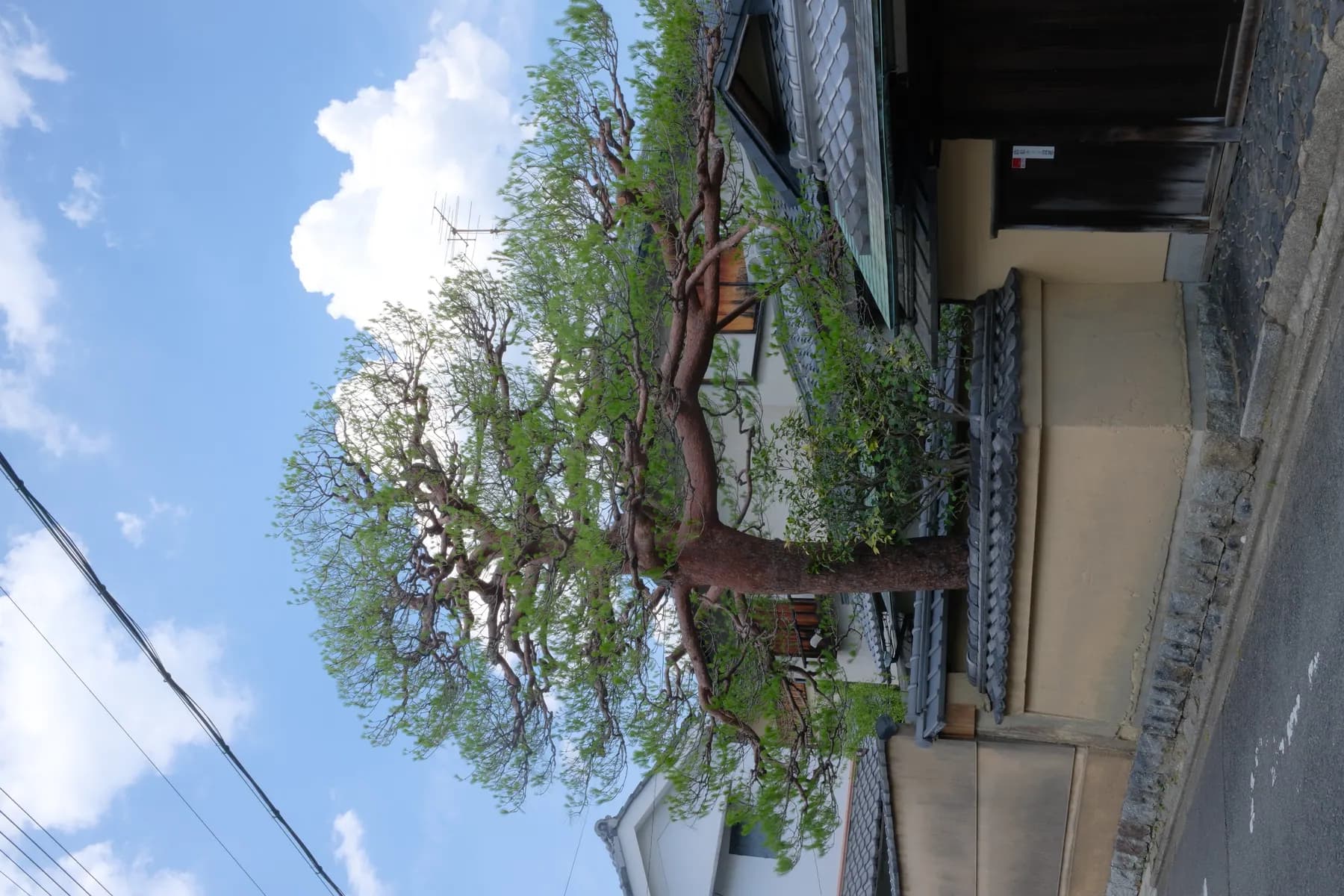 A well-pruned tree stands prominently in front of a traditional house under a clear blue sky