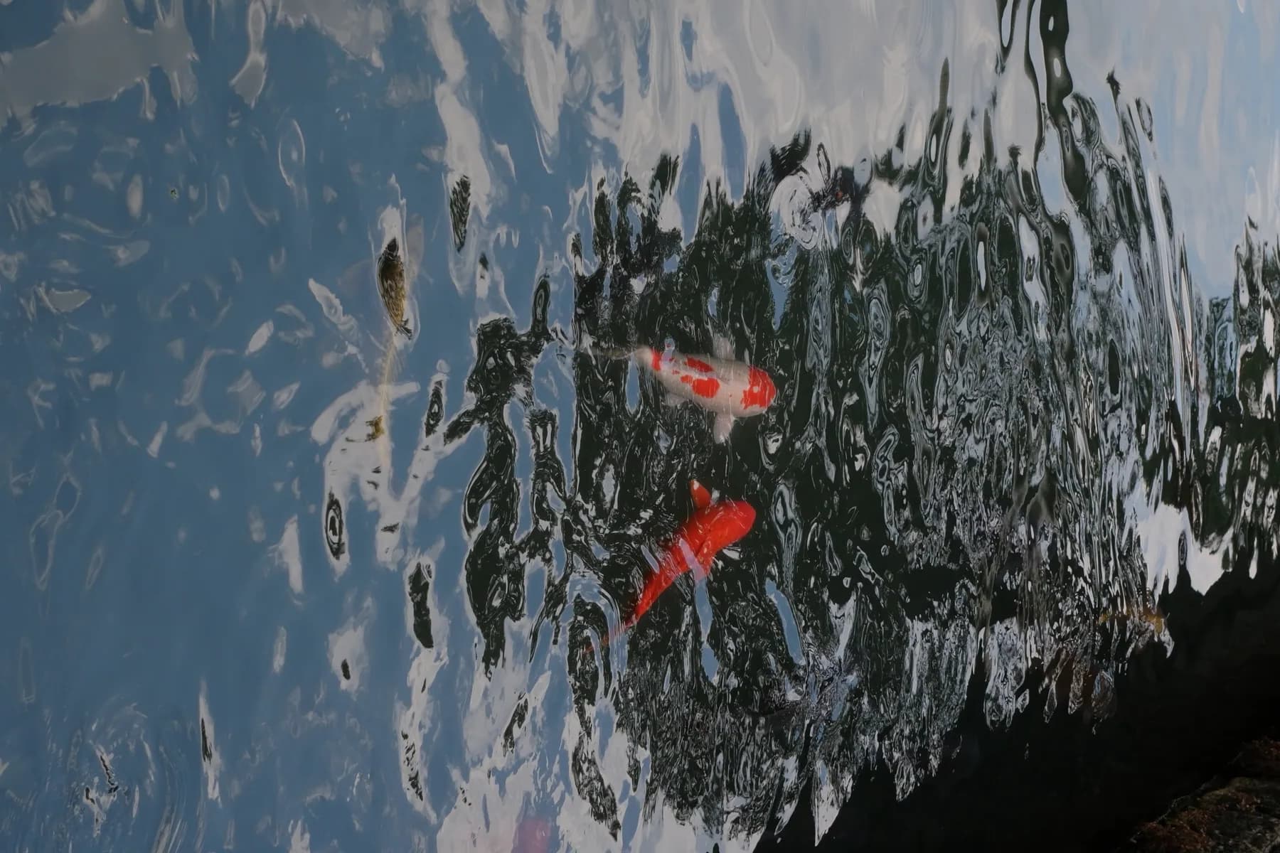 Two koi fish swim gracefully in a tranquil pond, surrounded by rippling water
