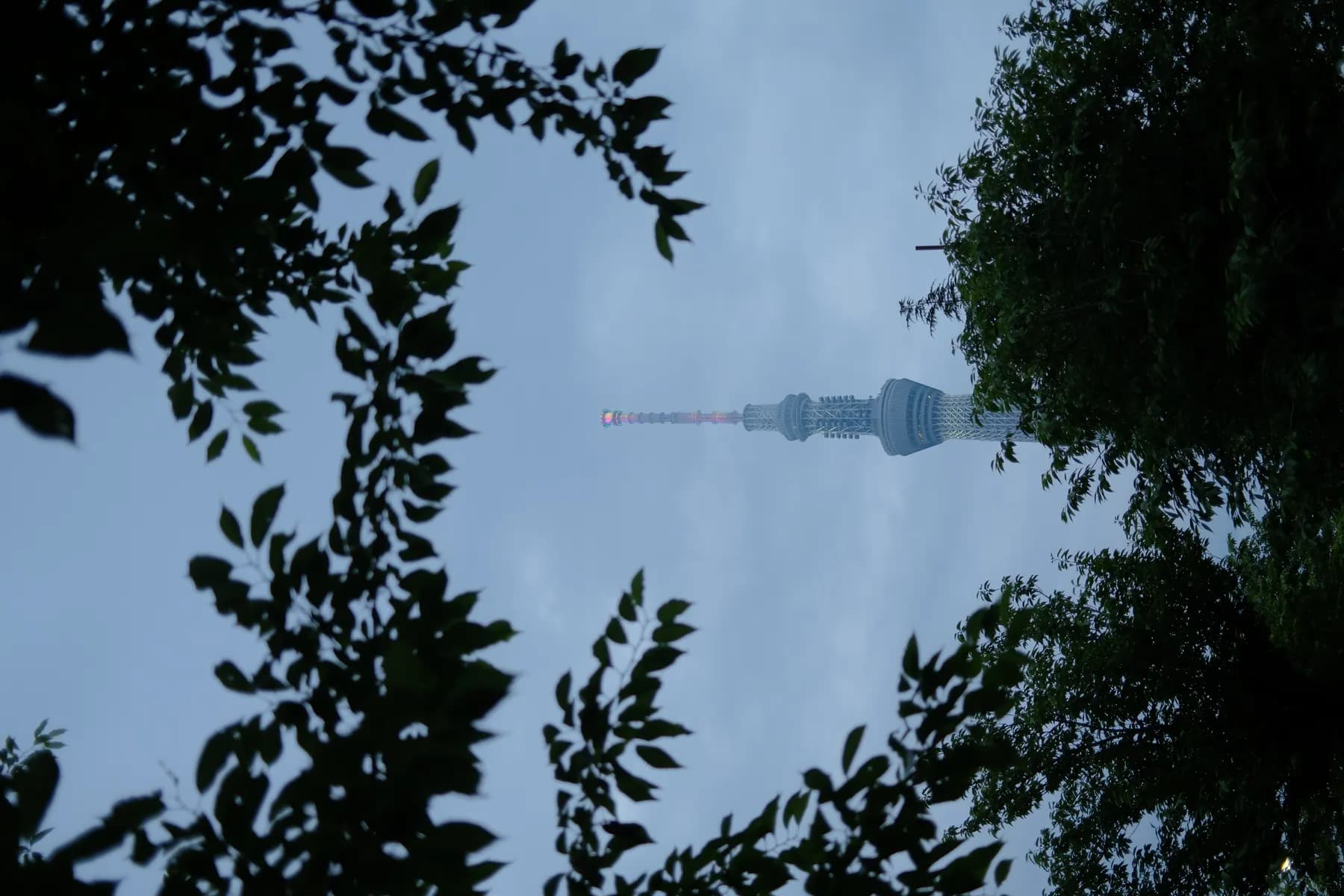 A view of the Tokyo Skytree framed by lush green trees against a soft blue sky