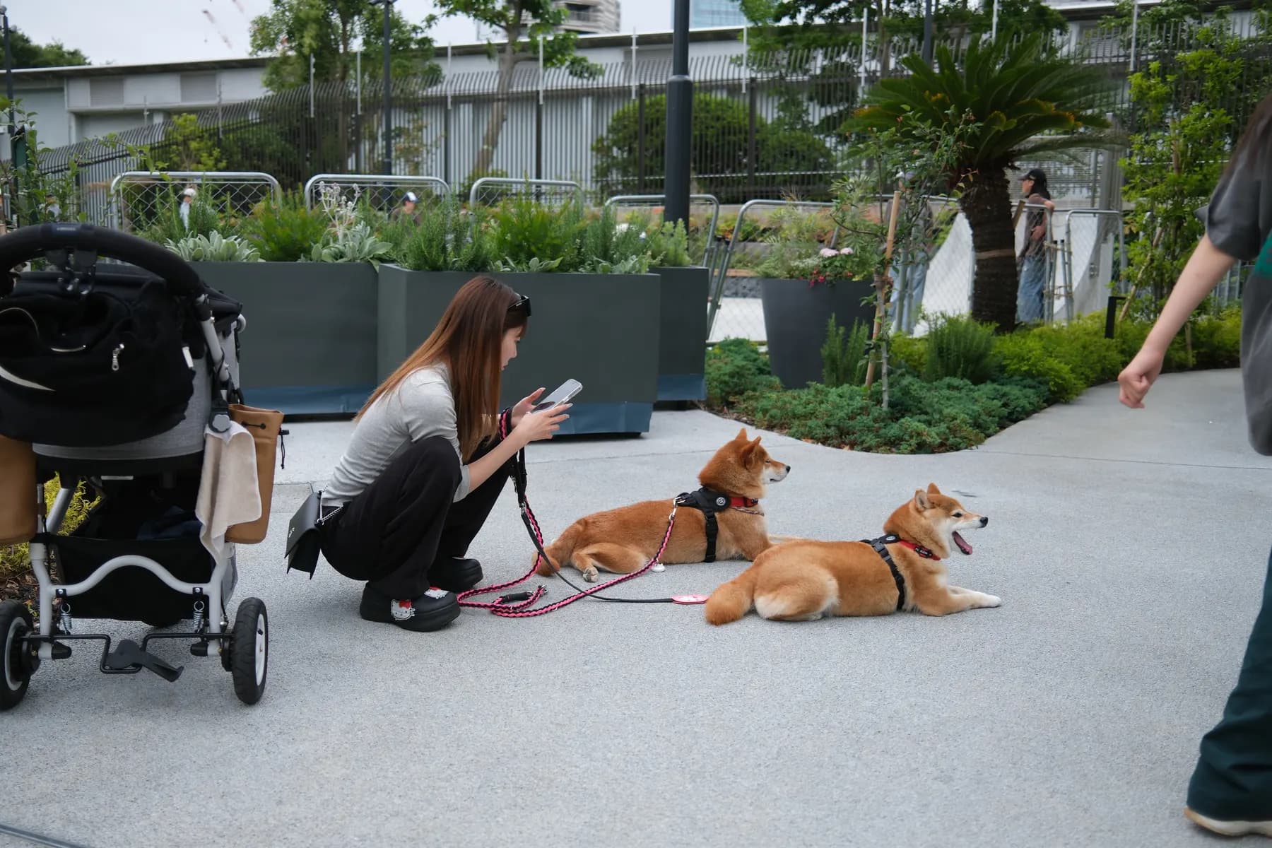 A woman is texting while sitting on the ground with two dogs in a park setting